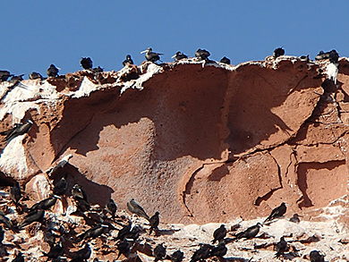 Blue-footed boobies on Espirito Santo Island